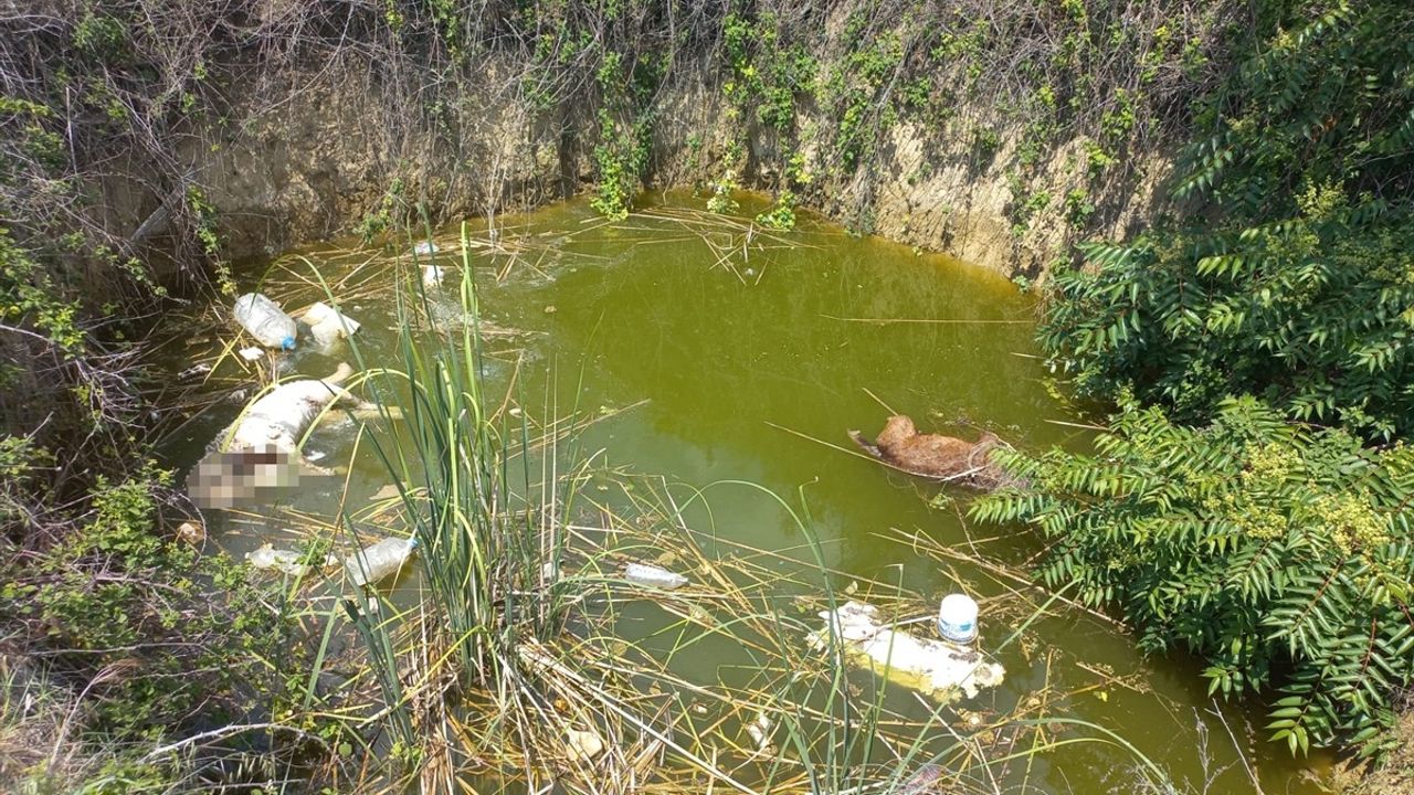 Edirne'de Başsız 3 Köpek Bulundu: Caniliğe Tepkiler Büyüyor
