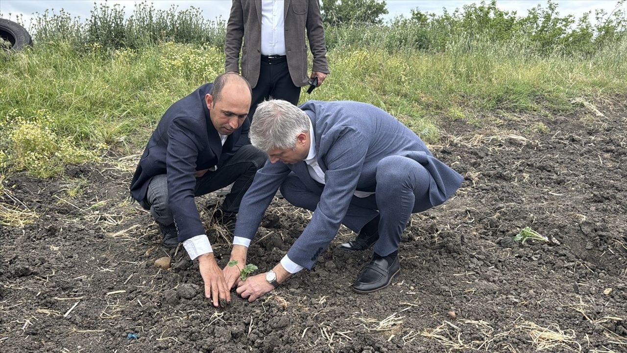 Edirne'de Çiftçilere 66 Bin 640 Karpuz Fidesi Dağıtıldı