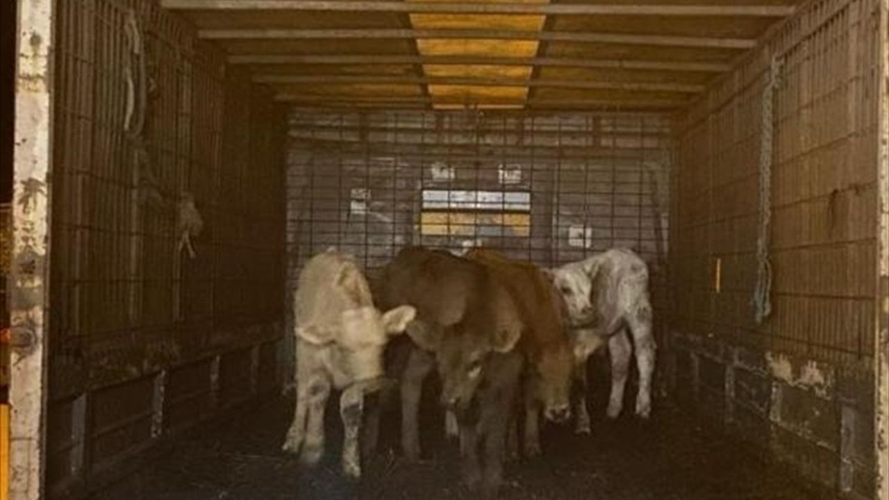 Edirne'de Dron ile Çalınan Büyükbaş Hayvanlar Bulundu