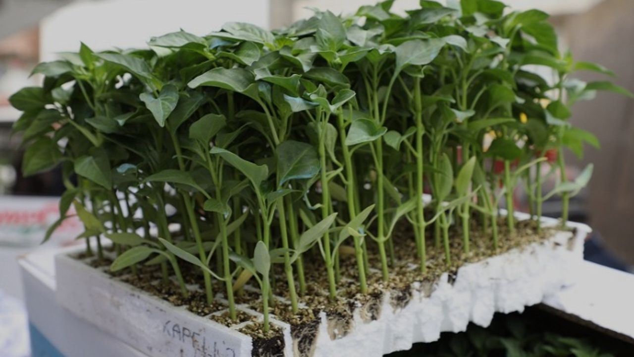 Edremit Belediyesi'nden 200 Bin Ücretsiz Sebze Fidesi Desteği