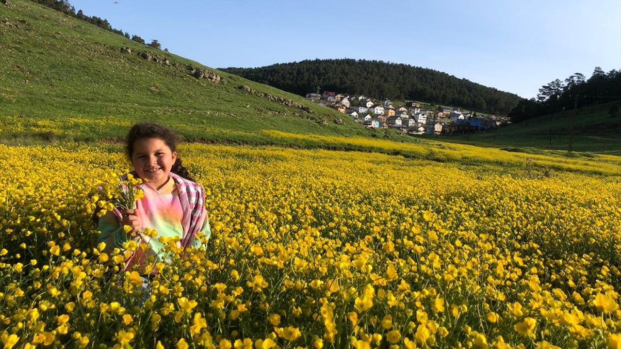 Eğriçimen Yaylası'nda Sarı Papatya Coşkusu