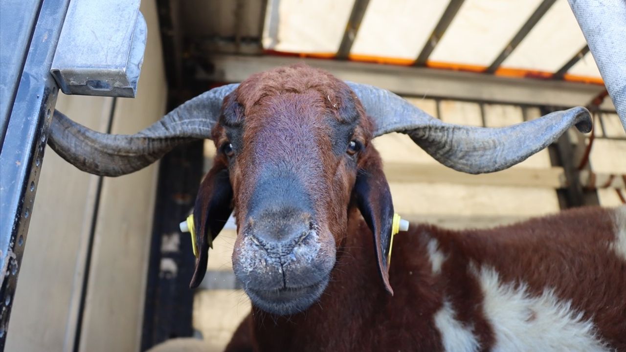 Erzincan'da Kurbanlık Hayvanların Denetimi Devam Ediyor