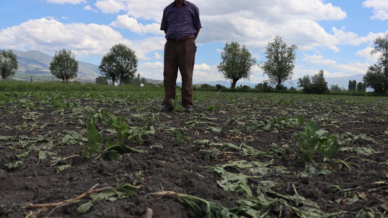 Erzincan'da Yaban Domuzları Çiftçileri Nöbete Zorluyor