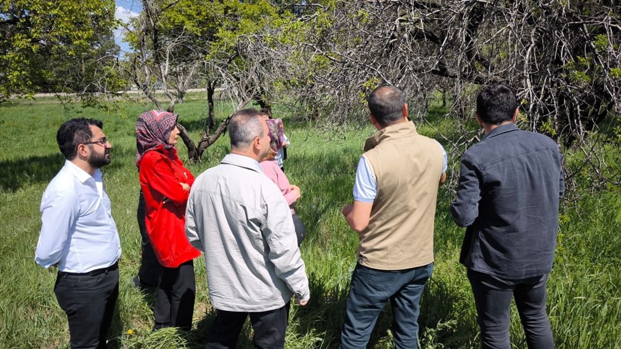 Erzincan'da Zirai Don Hasar Tespiti Devam Ediyor