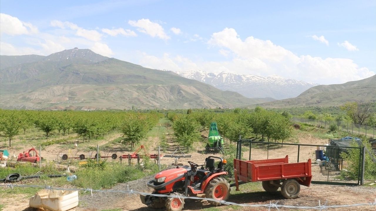 Erzincanlı Profesör, 40 Bin Vişne Ağacıyla Ekonomiye Katkı Sağlıyor