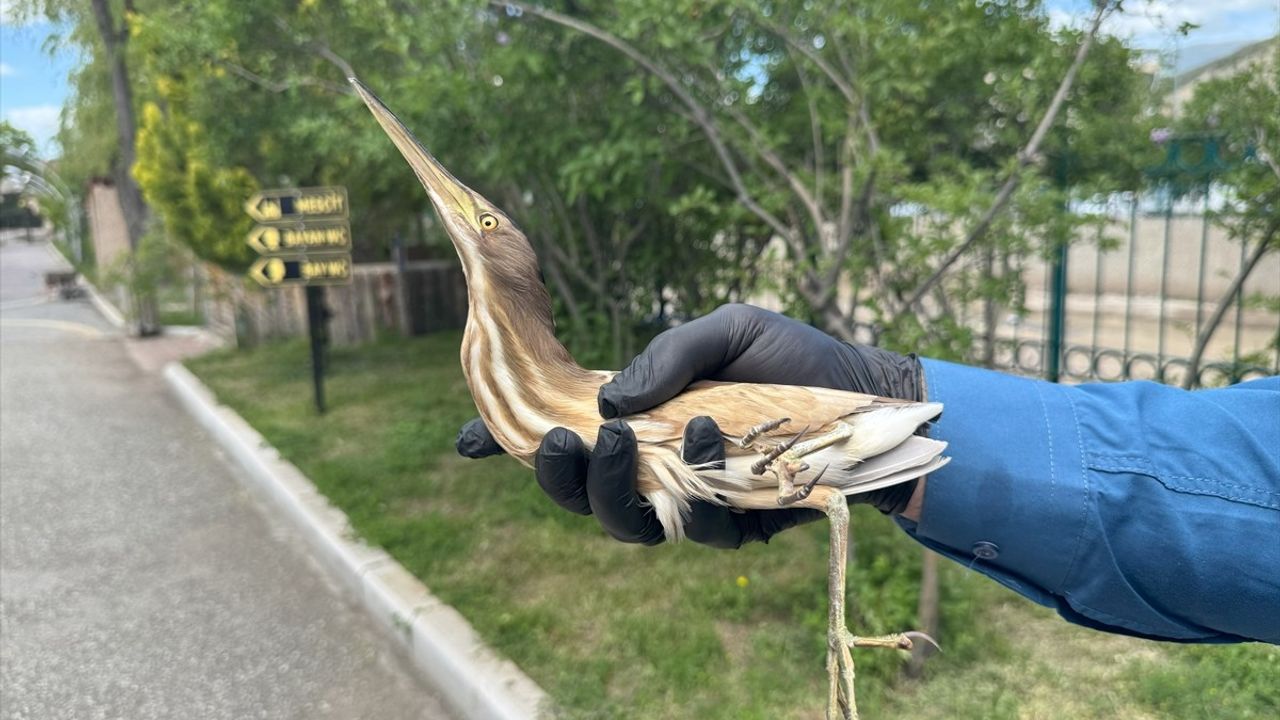 Erzurum’da Nesli Tehlikede Olan 'Bayağı Balaban' Yaralı Bulundu