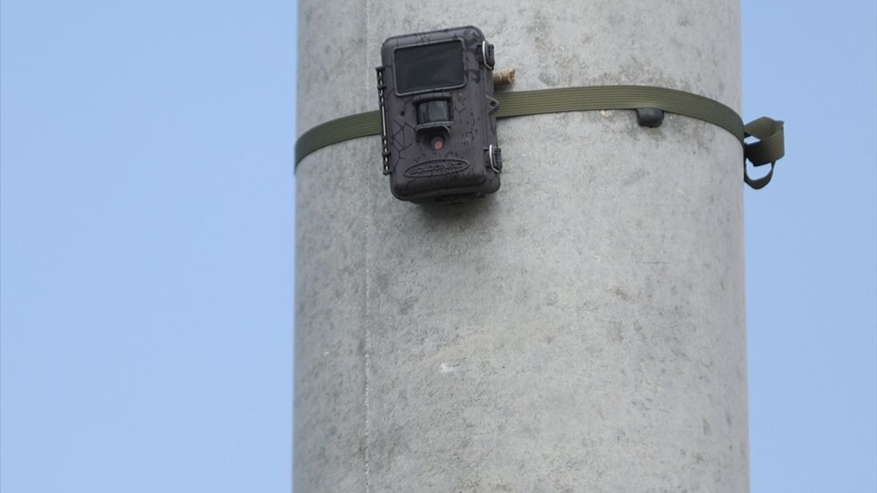 Fotokapanla Çevreyi Koruma: Başiskele'de Denetim Devrede