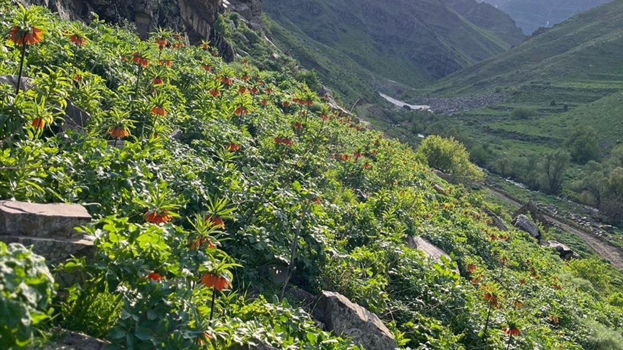 Hakkari'de Ters Laleler Jandarma Tarafından Korunuyor