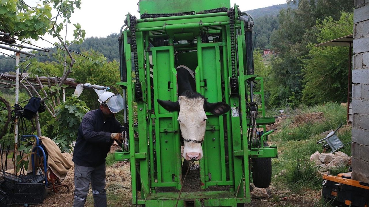 Hatay Büyükşehir Belediye'sinden Besicilere Ücretsiz Hayvan Bakım Desteği