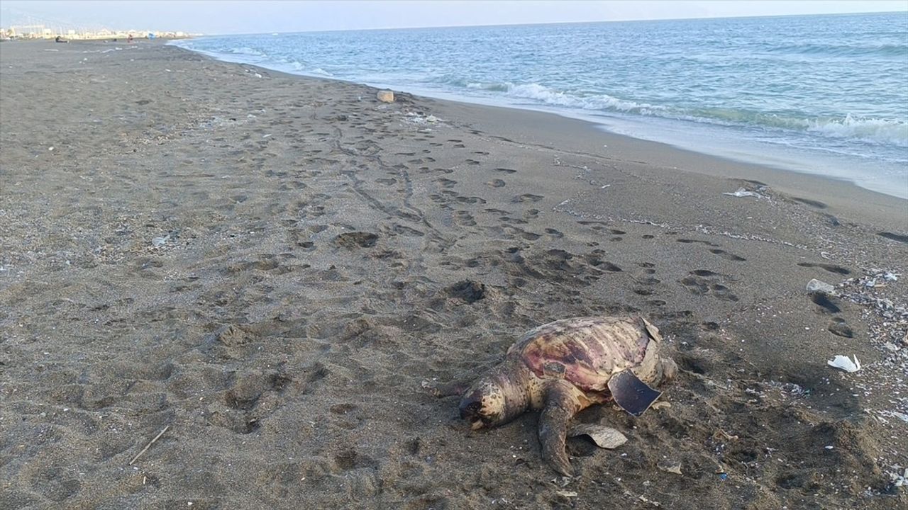Hatay'da Ölü Caretta Caretta Sahile Vurdu: Doğa Sevgisi Yaralar mı?