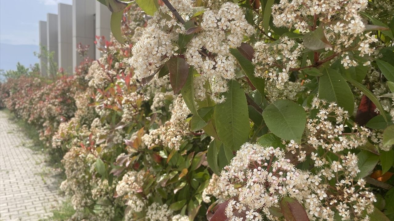 İklim Değişikliği Polen Mevsimini Değiştiriyor