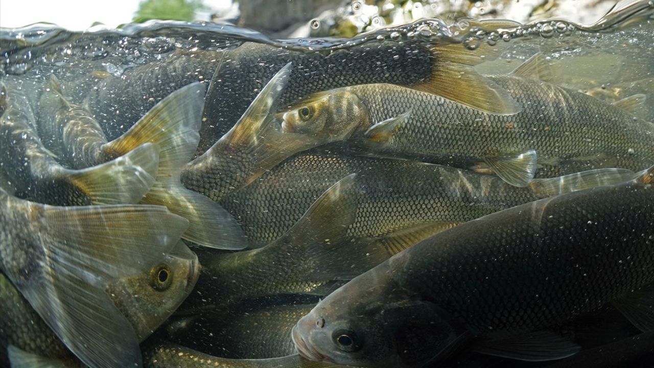 İnci Kefalinin Zorlu Göçü: Van Gölü'nde Su Altında Görüntülendi