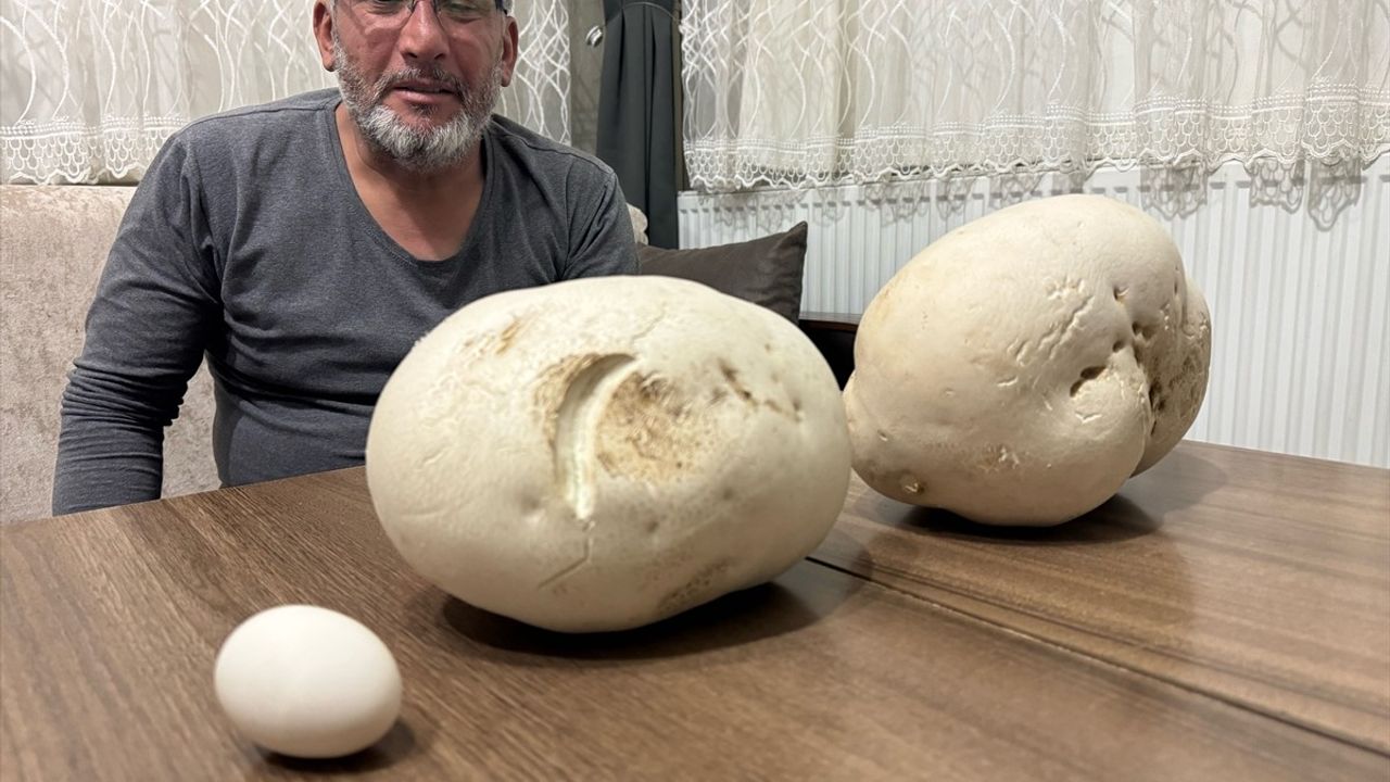 Isparta'da Doğasever Yusuf Yalçın, Dev Mantarlar Buldu