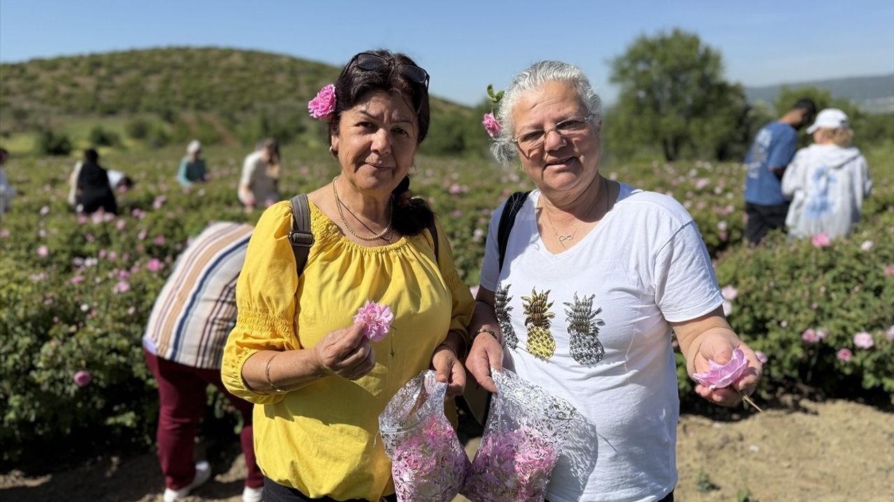 Isparta'da Gül Hasadı Başladı: GÜLBİRLİK Genel Müdürü Uyardı