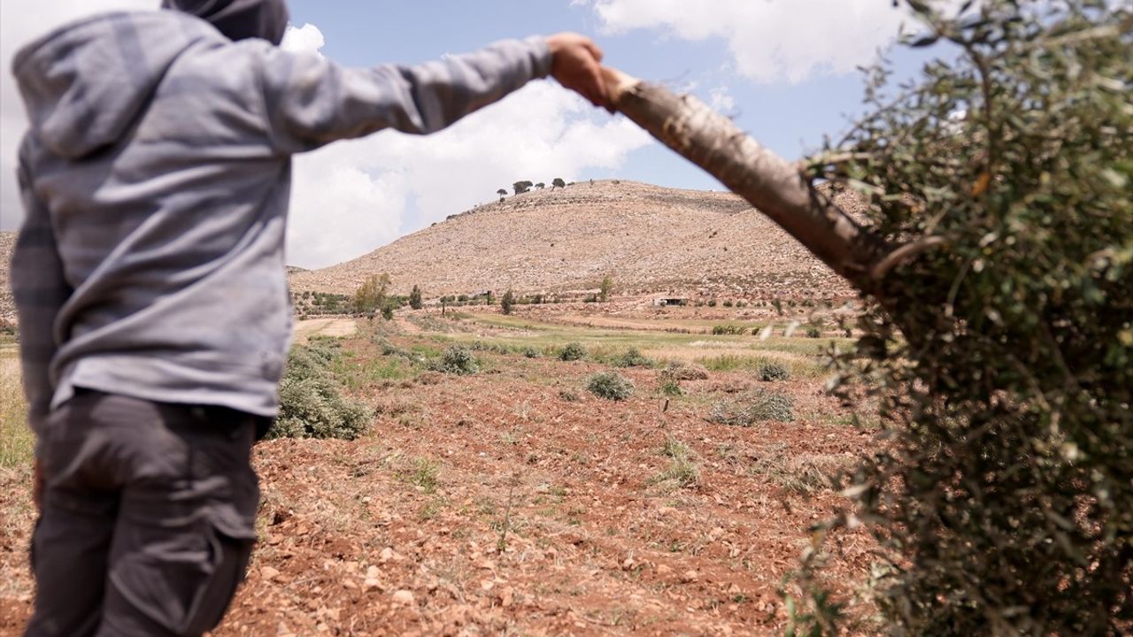 İsrailliler Batı Şeria'daki Zeytin Ağaçlarını Kesti: Filistinlilere Yönelik Saldırılar Artıyor
