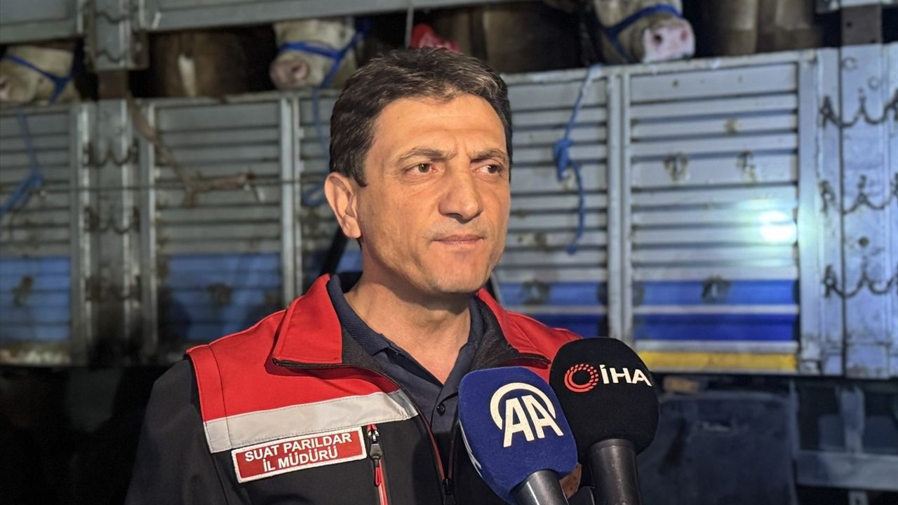 İstanbul'a Kurbanlık Hayvan Girişleri Başladı