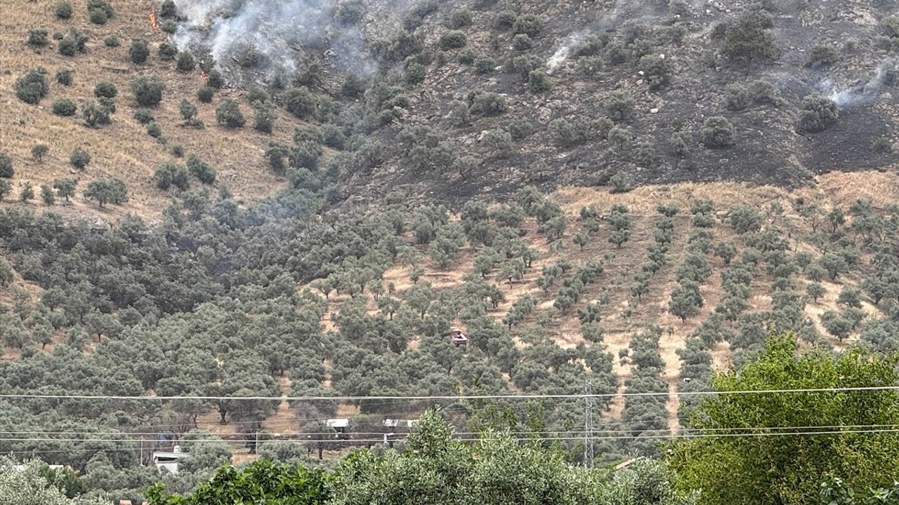İzmir'deki Zeytinlik Yangını Kontrol Altına Alındı