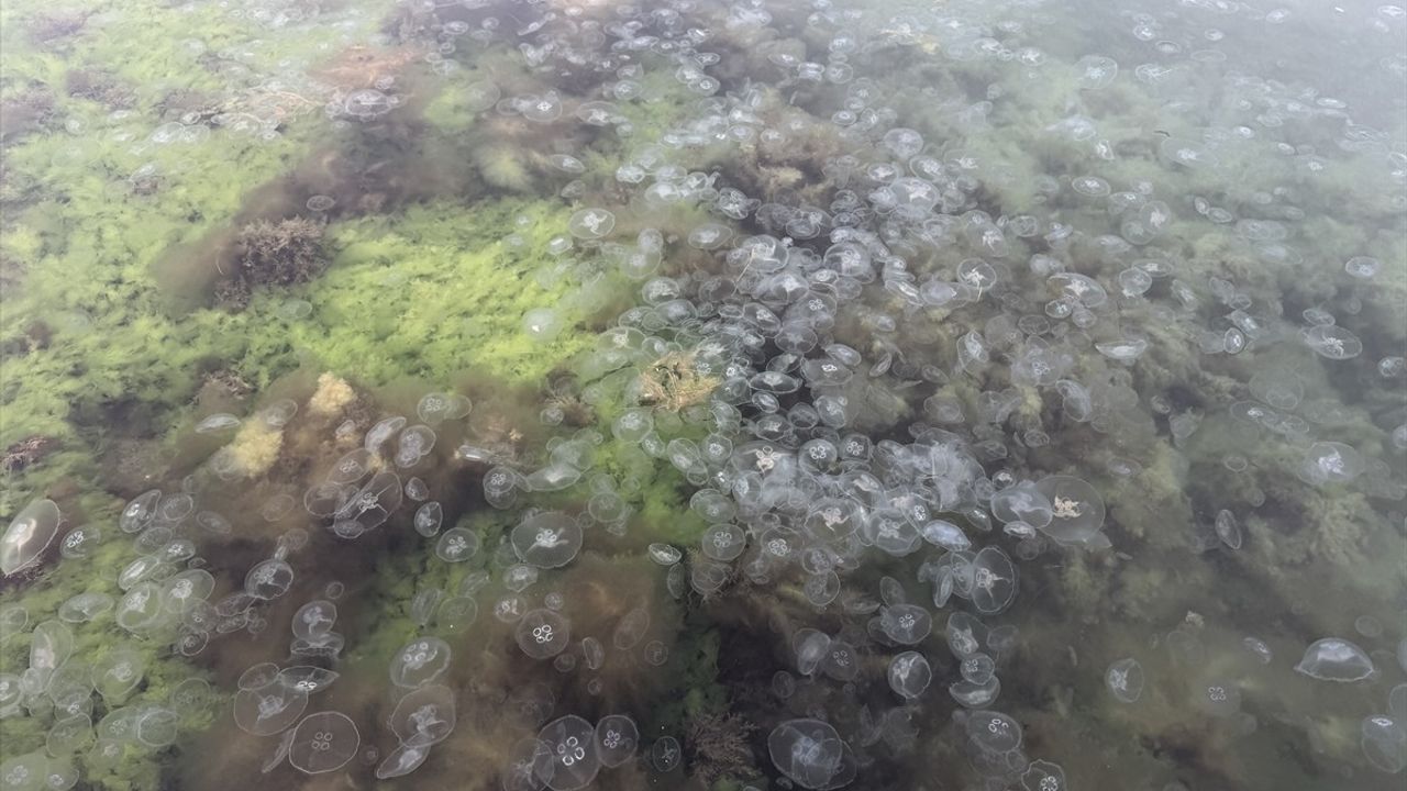 Karadeniz'de Denizanası Varlığı Artıyor