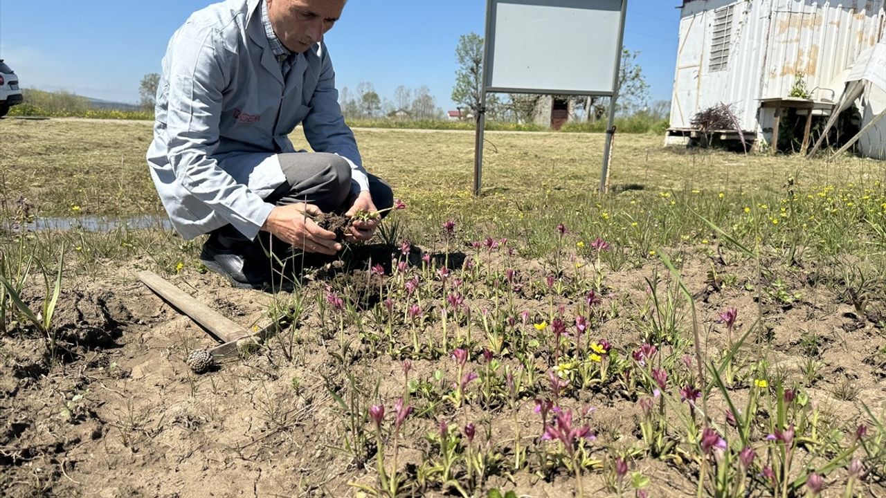 Karasal Orkide Türlerinin Çoğaltma Potansiyeli Araştırılıyor