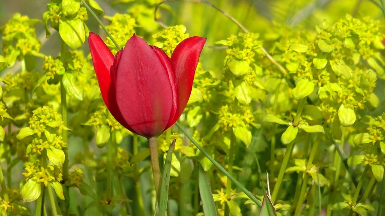 Kars'taki Eko Turizm Alanı Hafta Sonu Ziyaretçi Akınına Uğradı
