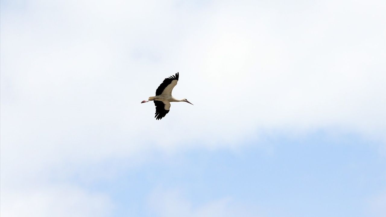 Kastamonu'da Çeltik Ekim Dönemi Leylekler İçin Beslenme Fırsatı