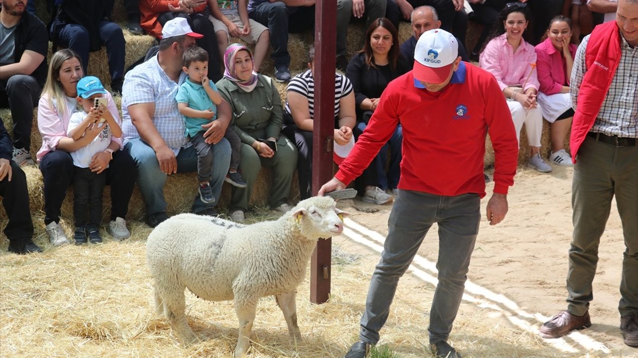Kayseri'de Koyun Güzellik Yarışması Göz Kamaştırdı