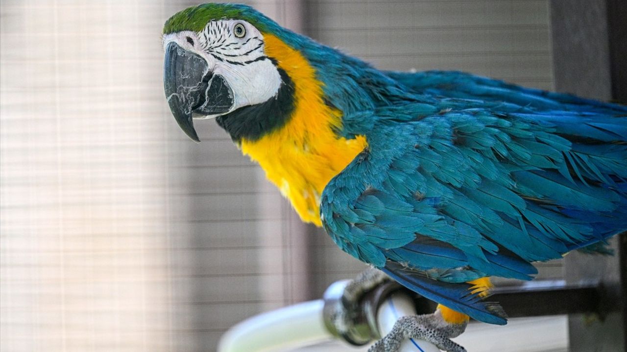 Kayseri Hayvanat Bahçesi'nde 12 Yıldır Papağanlara Özel İlgi