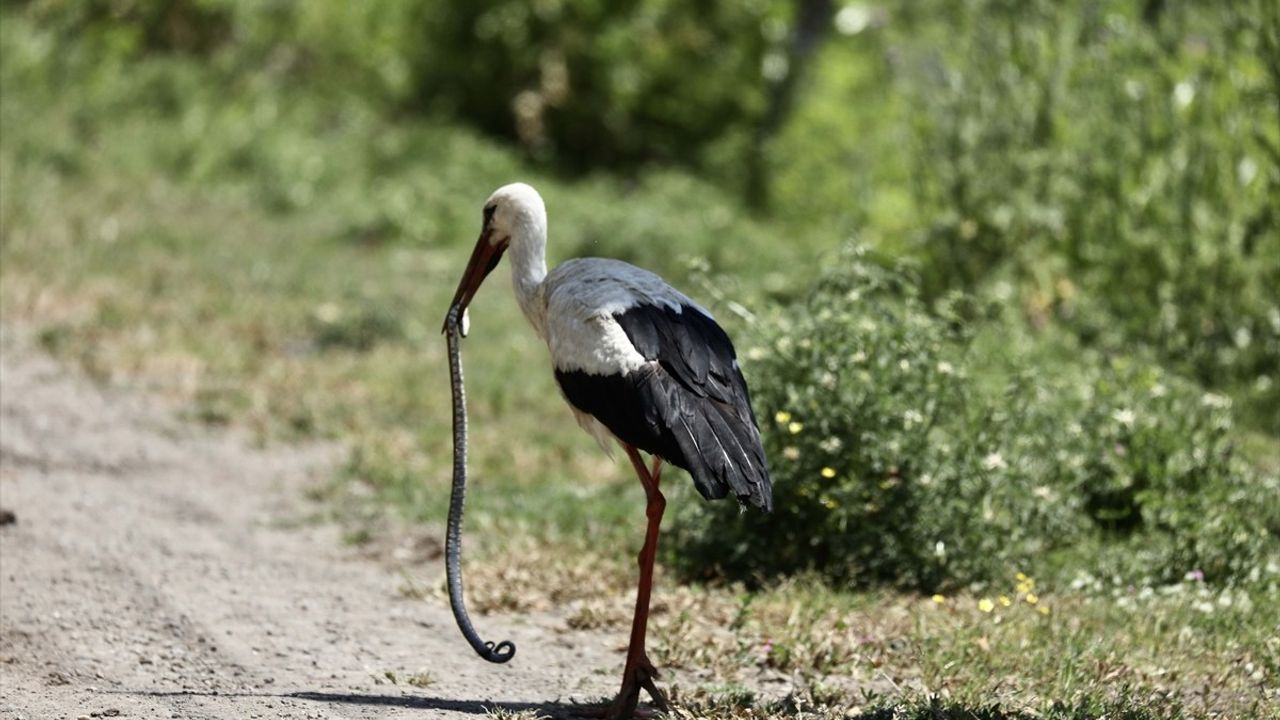 Kızılırmak Deltası: Göçmen Kuşların Karadeniz&#039;deki Hayat Durağı