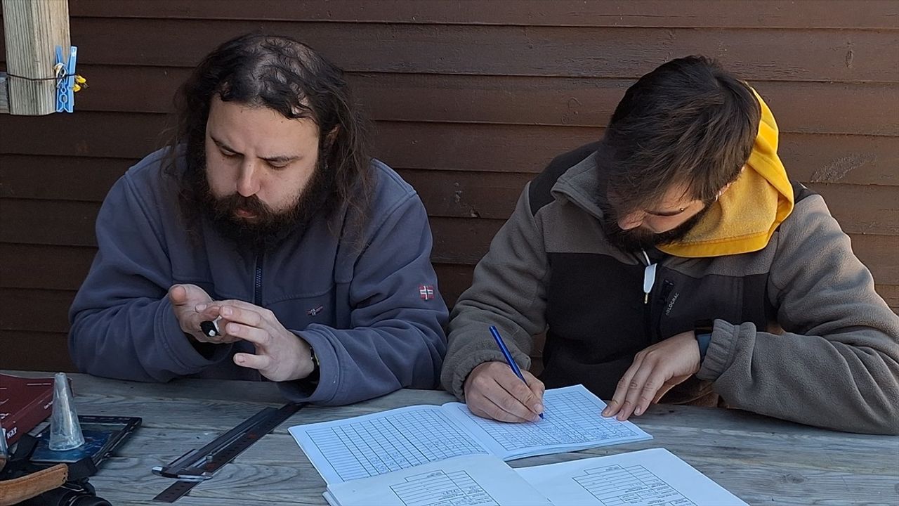 Kızılırmak Deltası Kuş Cenneti'nde Kuş Halkalama Çalışmaları Devam Ediyor