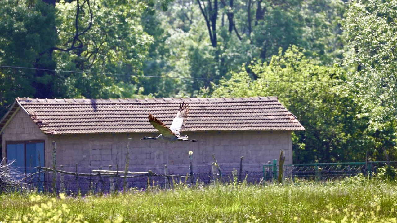 Kızılırmak Deltası&#039;nda Turnaların Üreme ve Yavru Büyütme Dönemleri İzleniyor