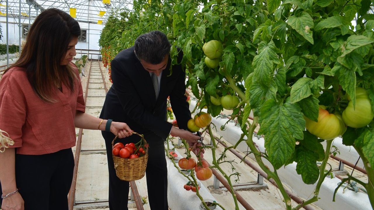 Kocaeli'de Volkanik Cürufla Yetiştirilen Domateslerin Hasadı Başladı