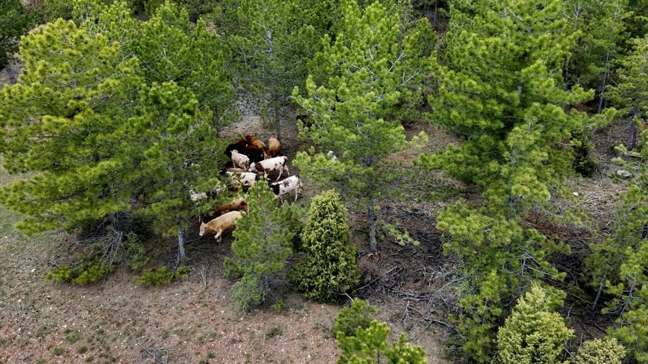 Kütahya'da Jandarma Dron ile Kaybolan 19 Büyükbaş Hayvanı Buldu