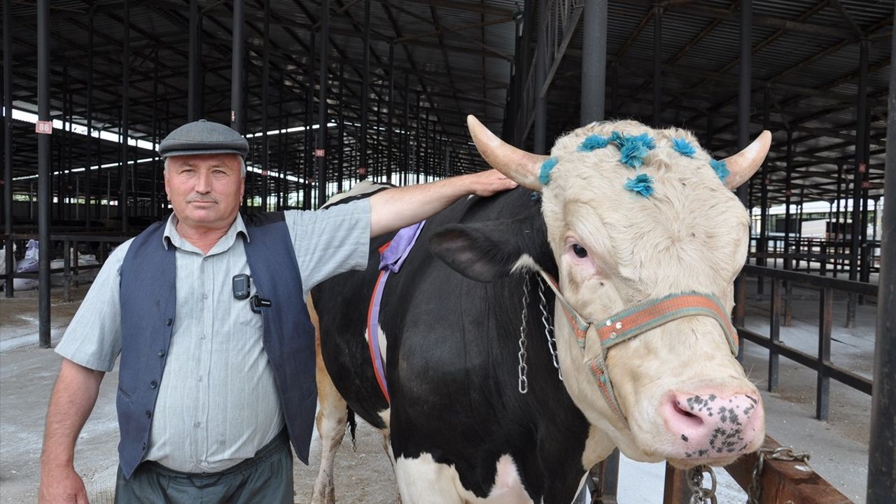 Kütahya'da 'Paşa' İsimli Kurbanlık Tosun 350 Bin Liraya Satıldı