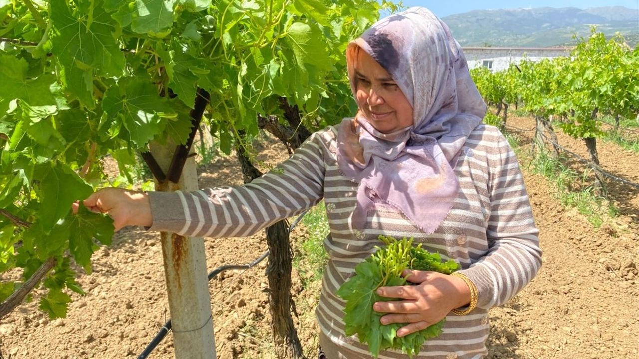 Manisa'da Asma Yaprağı Üreticisine Ek Gelir Kapısı Açıyor
