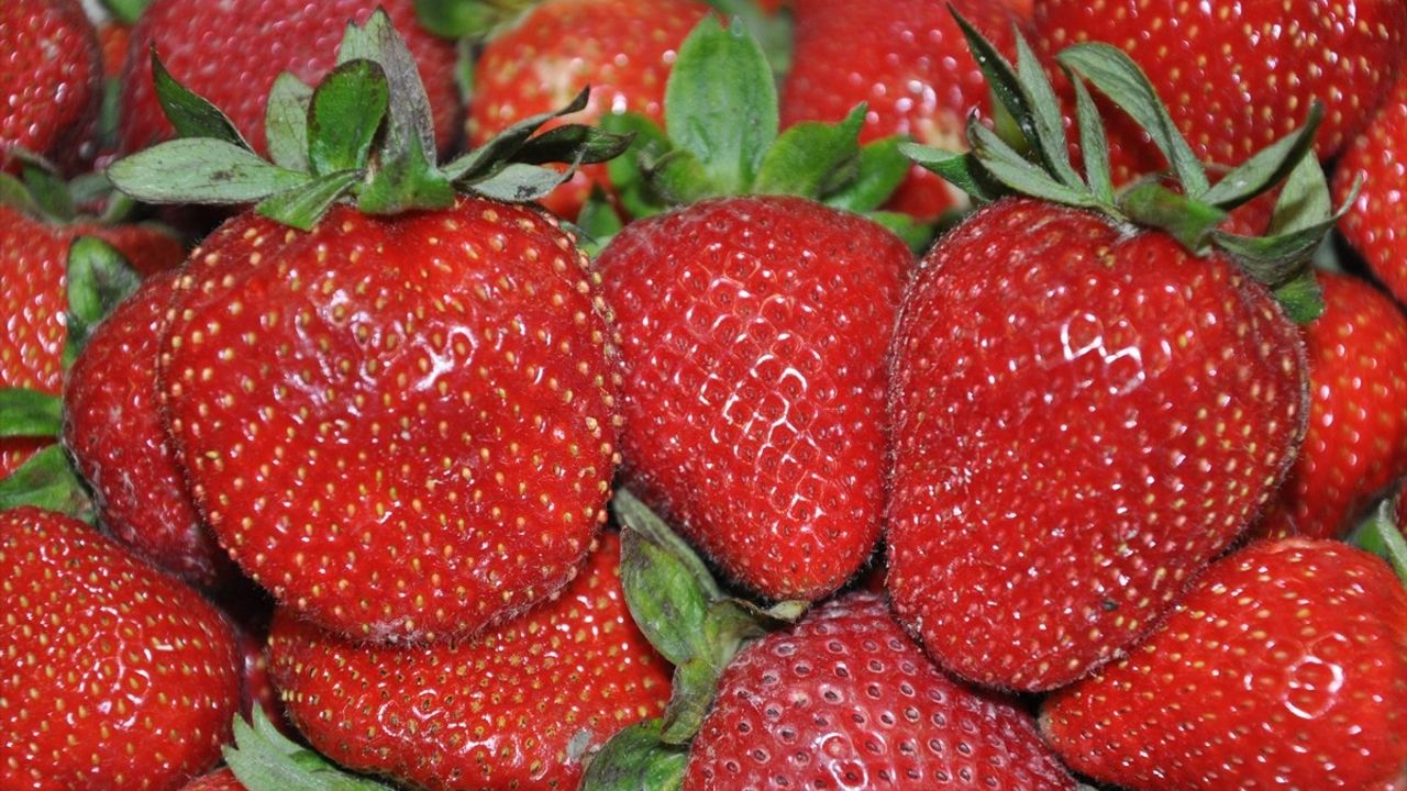 Mersin'de Tescilli Silifke Çileğinde Hasat Devam Ediyor