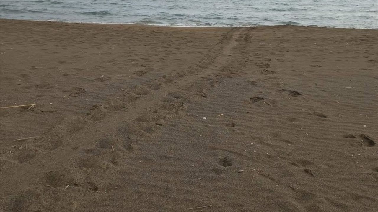 Muğla'nın İztuzu Sahilinde Caretta Caretta Yumurtaları Koruma Altına Alındı