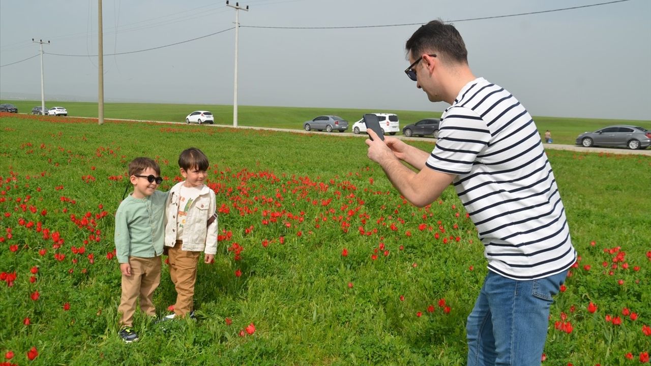 Muş Ovası’nda 'Muş 1071' Laleleri Açtı