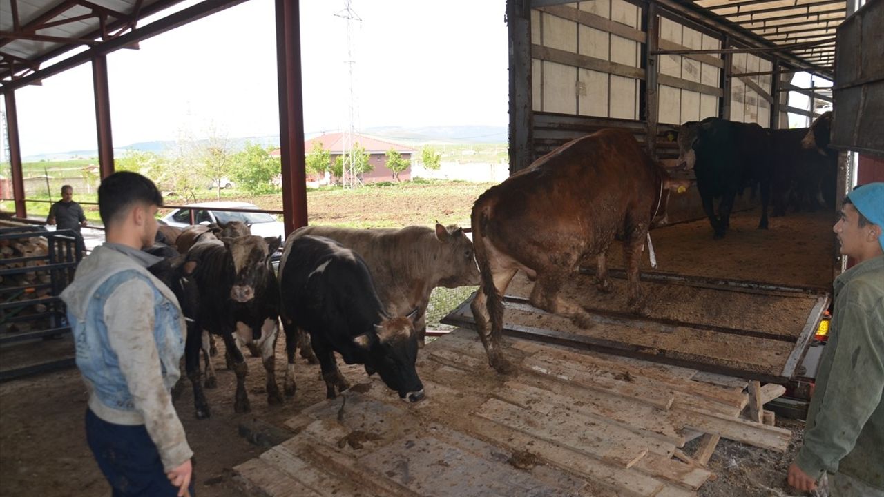 Muş'ta Kurbanlık Hayvan Sevkiyatı Hız Kazandı