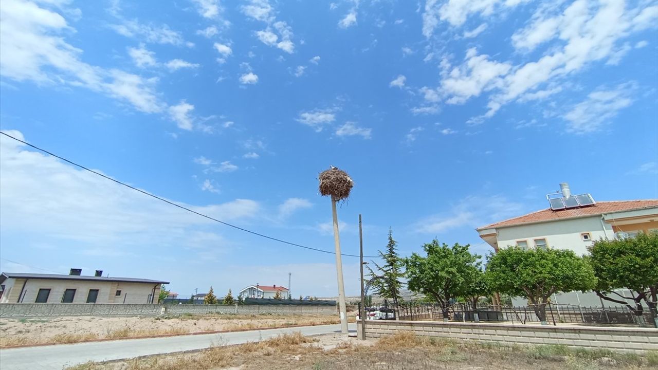 Nevşehir'de Elektrik Direği, Leylek Ailesine Tahsis Edildi
