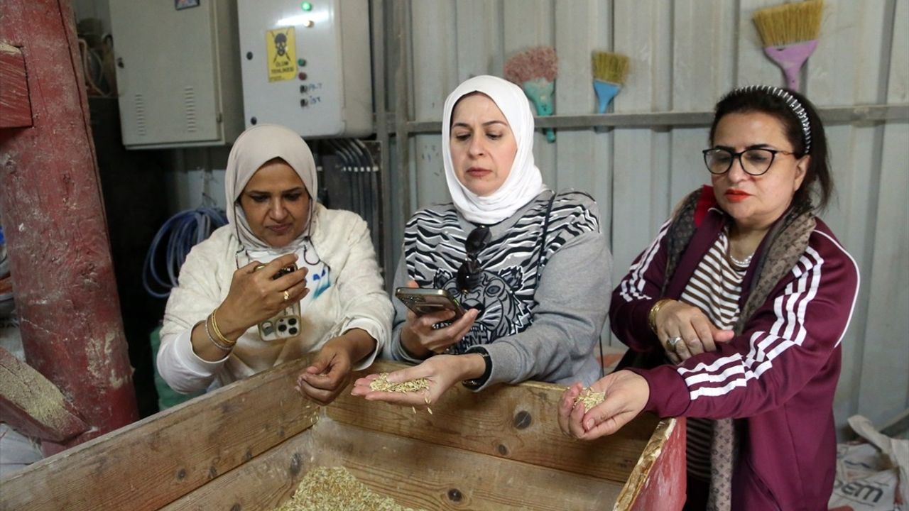 Orta Doğulu Akademisyenler Kastamonu'da Siyez Buğdayını İnceledi