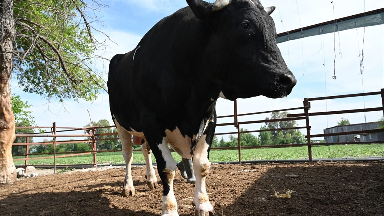 Osmaniye'de 1,2 Tonluk Kurbanlık Boğa 360 Bin TL'ye Satışta