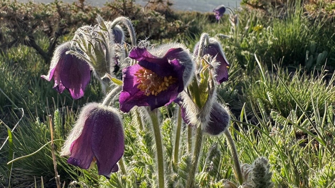 Palandöken Dağı'nda Mor Ters Laleler Bahar Neşesi Getiriyor
