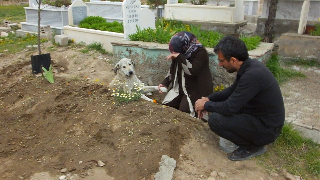 Sadık Köpek Garip, Sahibinin Mezarı Başında Bekliyor