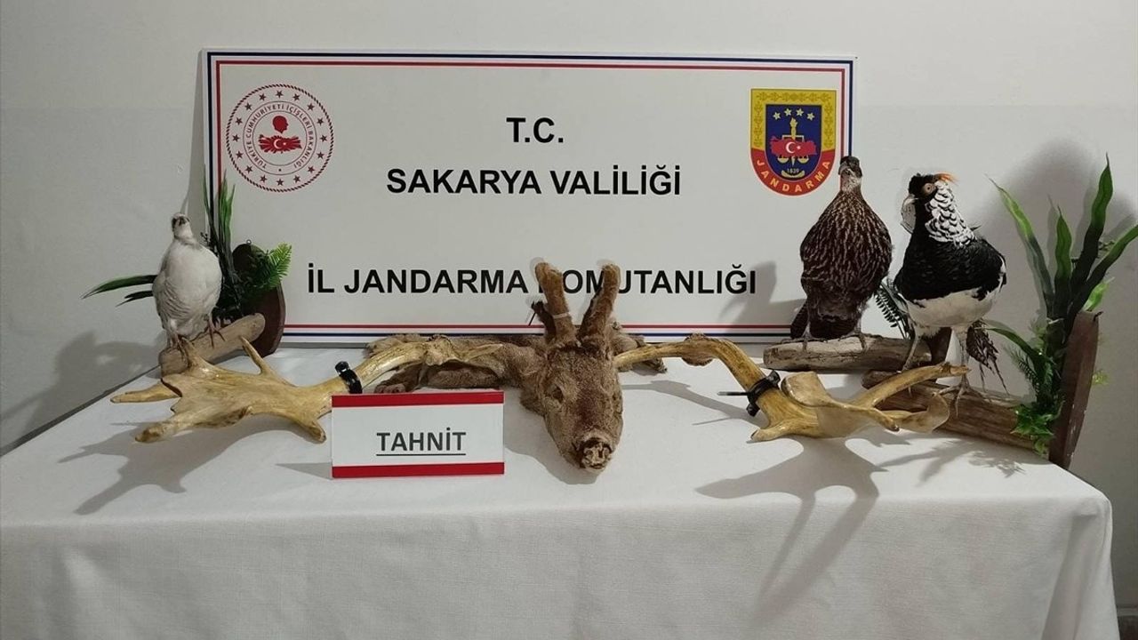 Sakarya'da Hayvan Kaçakçılığı Operasyonunda 98 Hayvan Ele Geçirildi