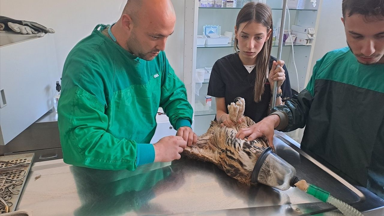 Sakarya'da Kanadı Ampute Edilen Puhu Kuşu Koruma Altında