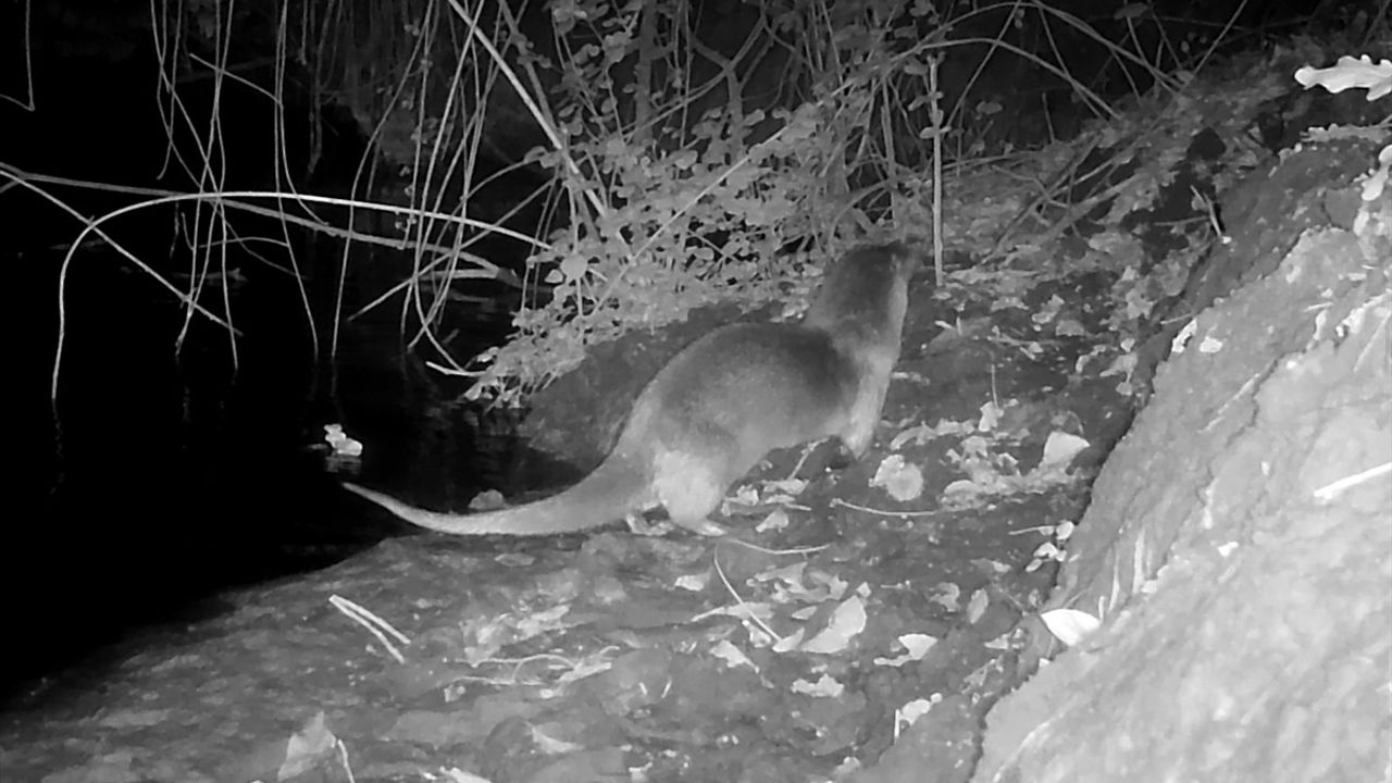 Sakarya'da Su Samuru Fotokapanla Görüntülendi
