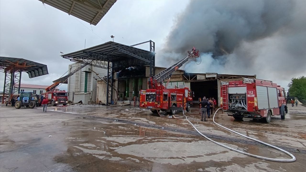 Sakarya'daki Fındık Kırım Fabrikasında Yangın Çıktı