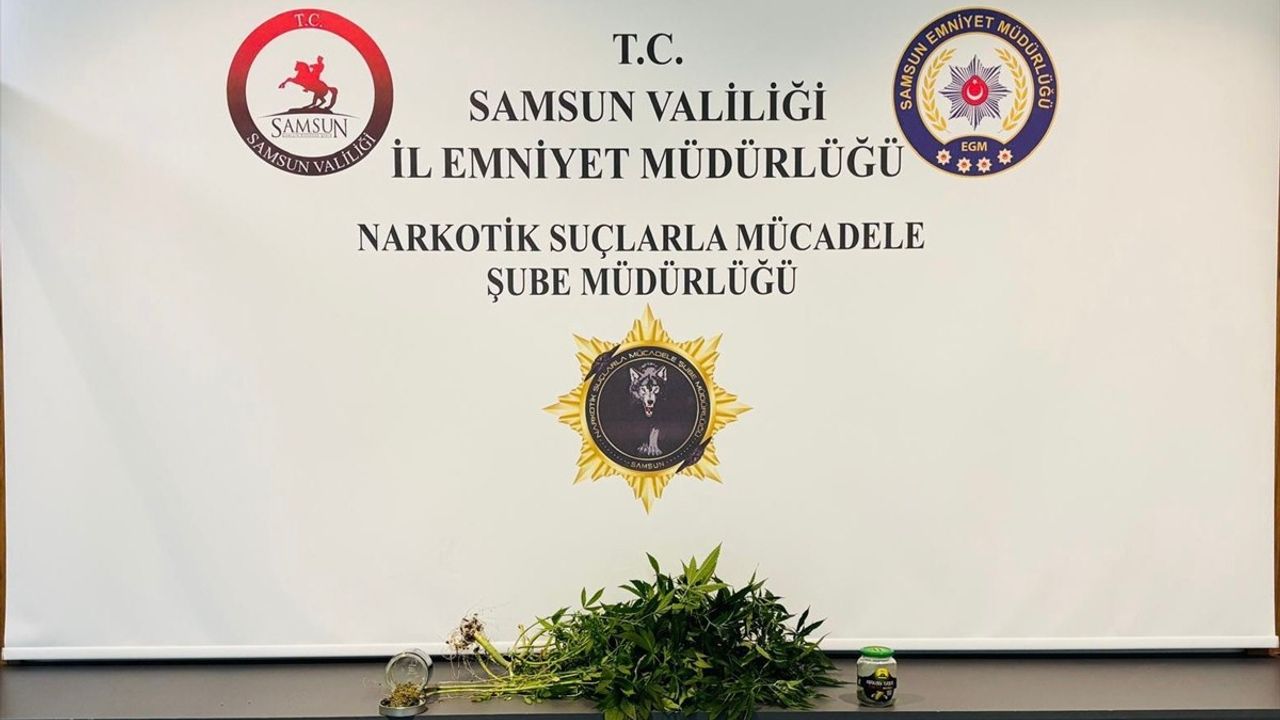 Samsun’da Evde Kenevir Yetiştiren 2 Kişi Gözaltına Alındı