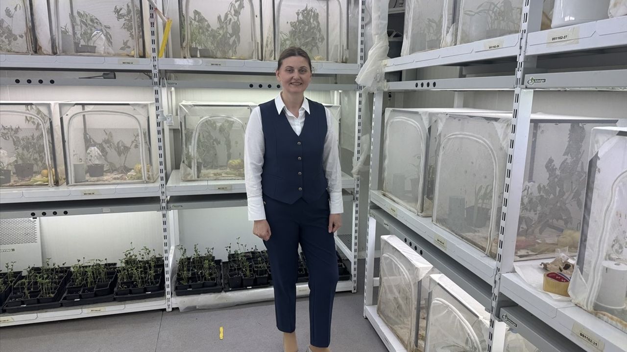 Samsun'da Kahverengi Kokarca ile Mücadele İçin 750 Bin Parazitoit Yumurtası Üretildi