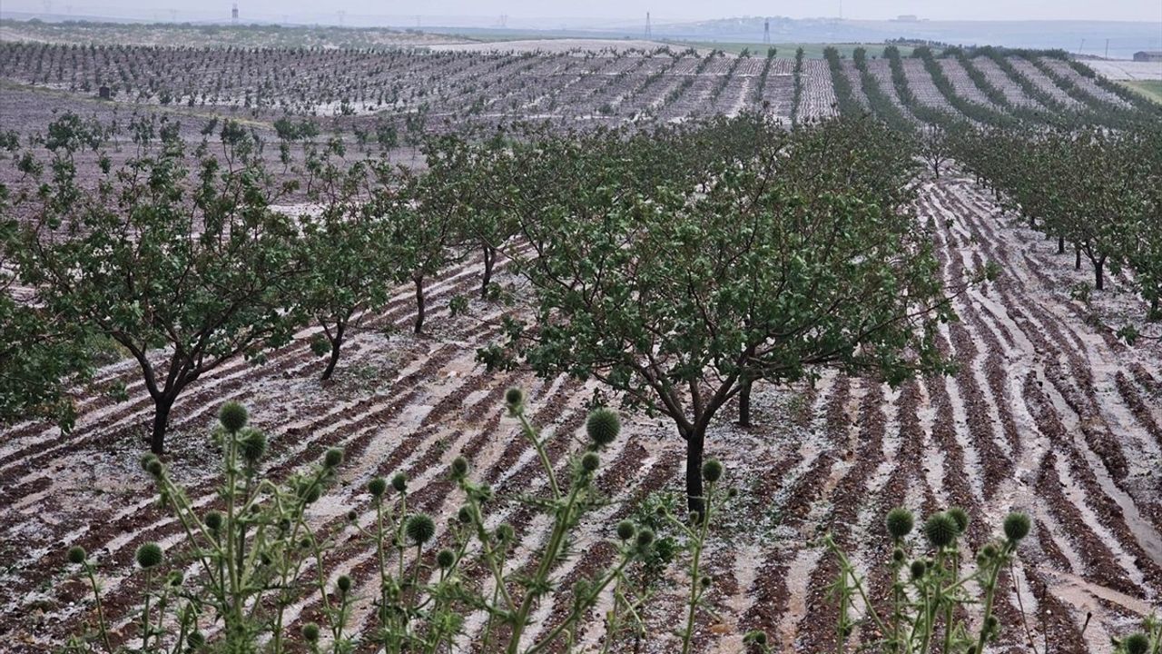 Şanlıurfa'da Dolu Felaketi: Tarım Alanları Zarar Gördü